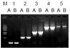 使用普通（A組）及含染料（B組）的2×Taq Master Mix配制的50μl擴增體系，以5ng λDNA為模板， 對500bp～6.0kb片段的擴增結(jié)果